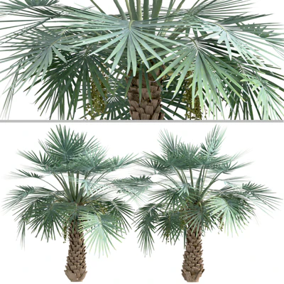 Set of Copernicia Palm Trees (Carnaubeira) (2 Trees) — Ver 4