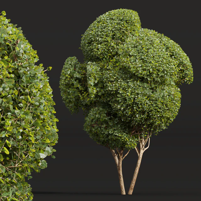 Ficus Concinna Bonsai Pruned-3 trees — Скачать