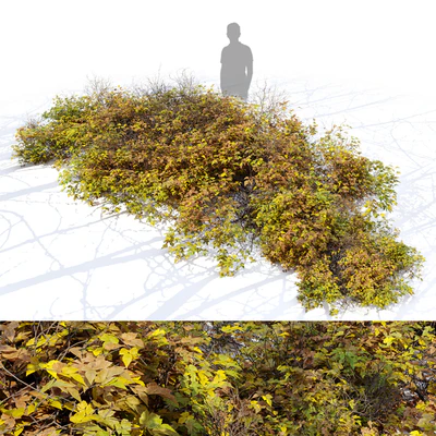 Bush 024 — Ver 1