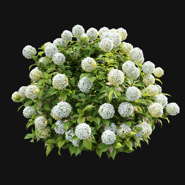 Hydrangea 02 — Descargar