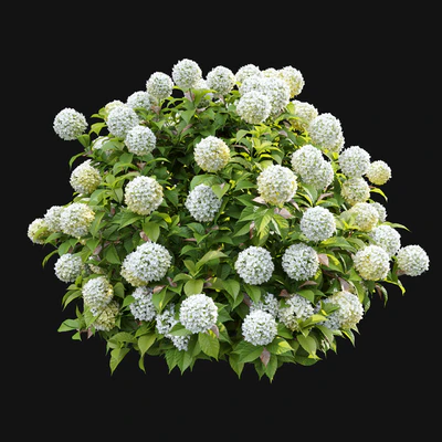 Hydrangea 02 — Ver 6