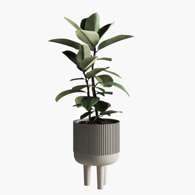 Indoor Plants Set 08 — Descargar