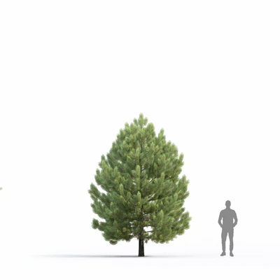 Pine — Ver 6