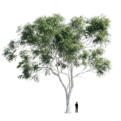 Eucalyptus 8 — Вид 1