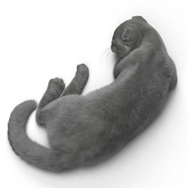 CAT 6 Corona — Descargar