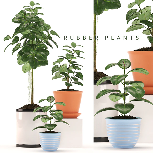 RUBBER PLANTS 47 — Descargar