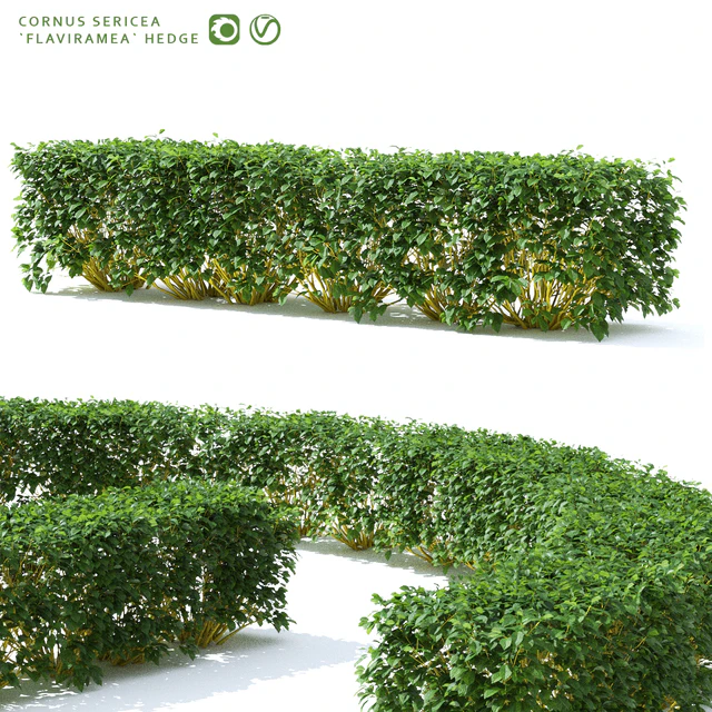 Derain hedge | Cornus sericea `Flaviramea` — Descargar