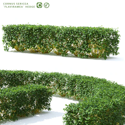 Derain hedge | Cornus sericea `Flaviramea` — Ver 1