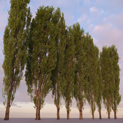 Poplar / Populus #1 — Ver 5