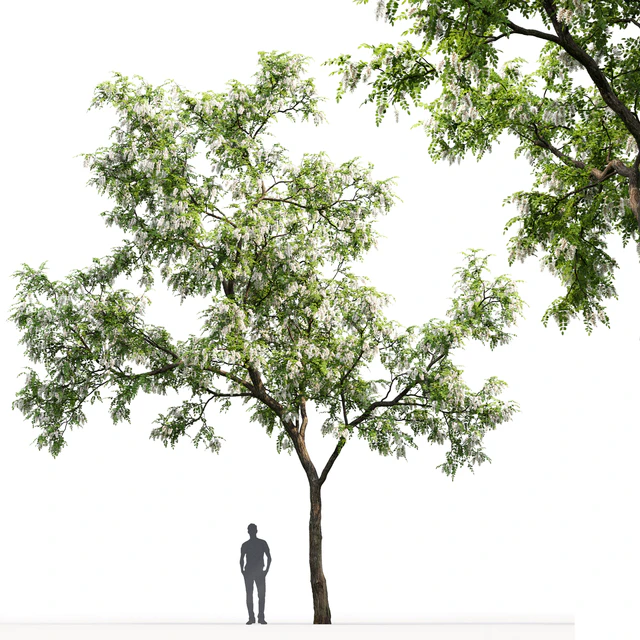Robinia — Скачать