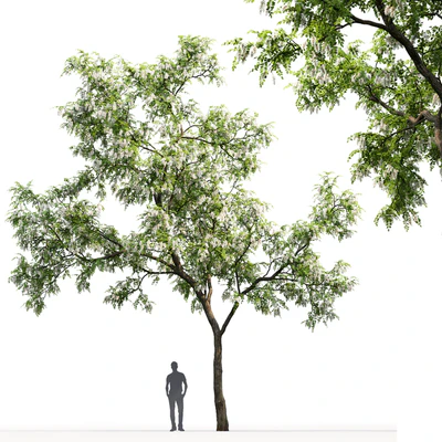 Robinia — Вид 2
