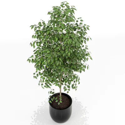 Plants collection 151 — Вид 2