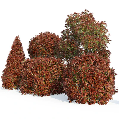 Фотиния фразера Ред Робин (Photinia fraseri Red Robin) — Вид 5