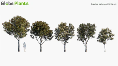 grevillea baileyana — download