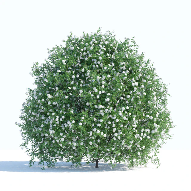 Spiraea shrub 1 — Скачать