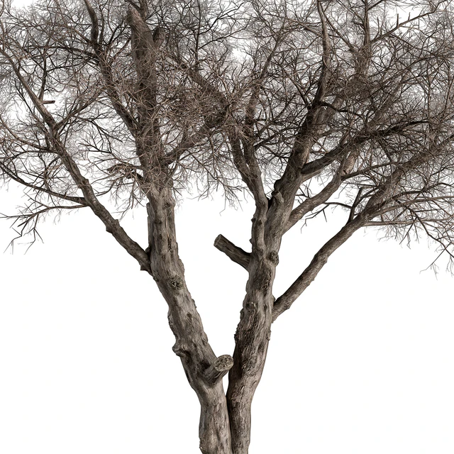 Dry Baobab Tree - Tree Set 215 — Descargar
