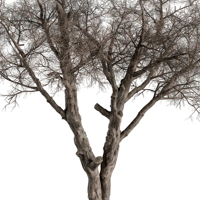 Dry Baobab Tree - Tree Set 215 — Ver 4