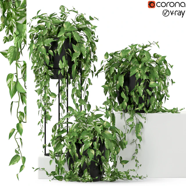 Plants collection 250 — Descargar