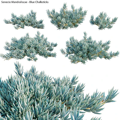 Senecio Mandraliscae - Blue Chalksticks - 01 — Вид 1