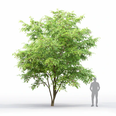 Robinia — Вид 6