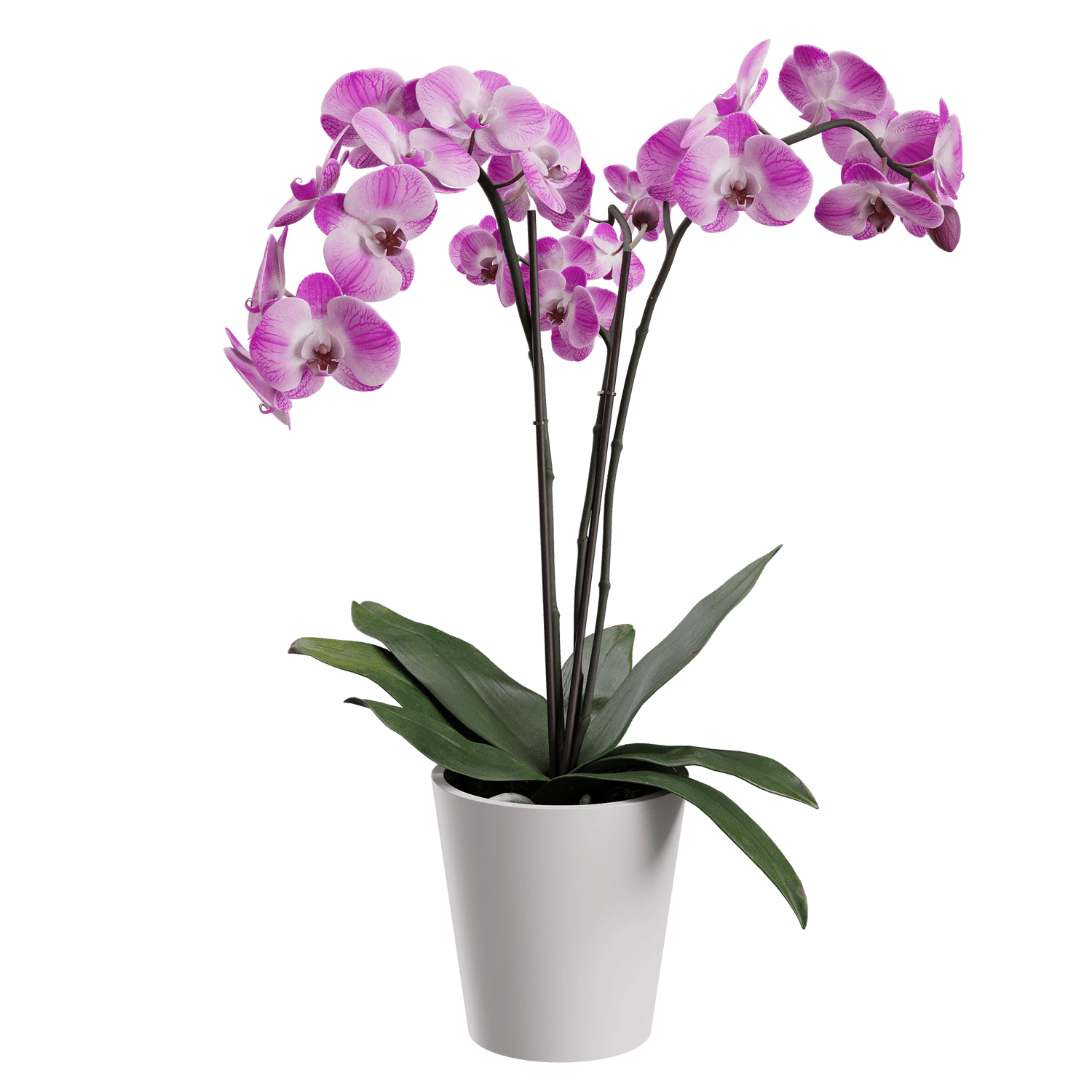 plant orchid 003 — Descargar
