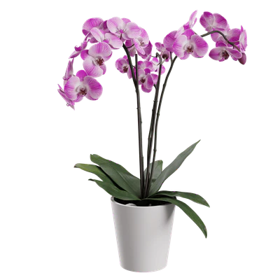 plant orchid 003 — Descargar