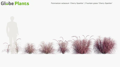 pennisetum setaceum cherry sparkler — View 4