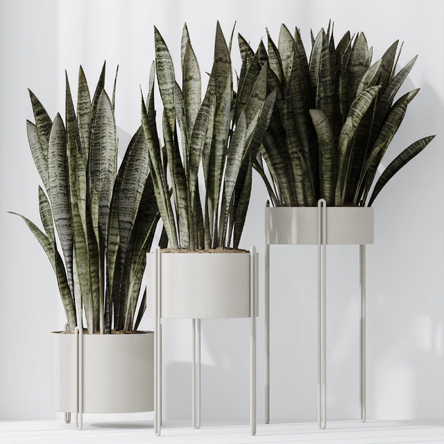 HQ HousePlants Snake Green Sansevieria Trifasciata Robusta — Скачать