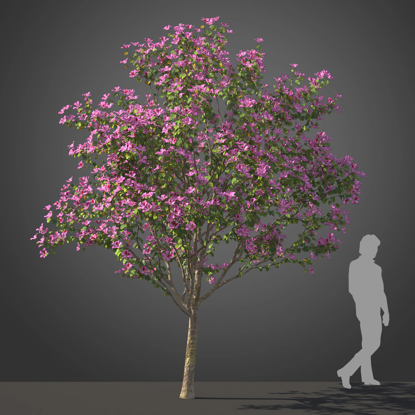 subtropical trees 025 — Скачать