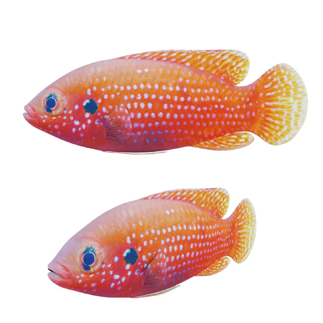 African jewel fish — Descargar