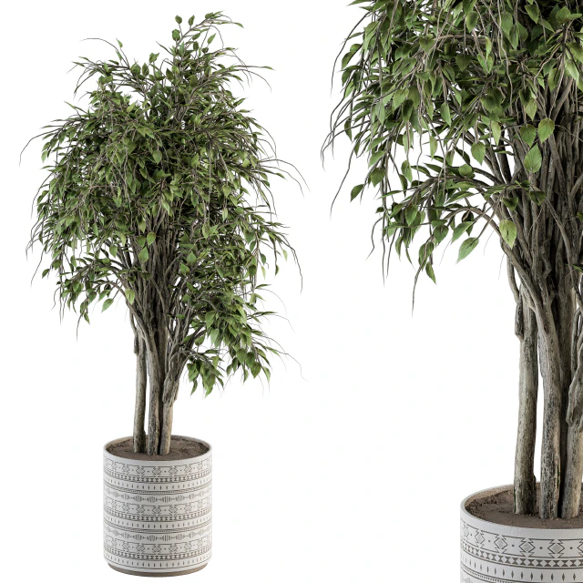 indoor Plant Set 266 - Ficus Benjamin Plant in pot — Descargar