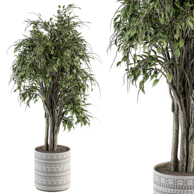 indoor Plant Set 266 - Ficus Benjamin Plant in pot — Ver 6