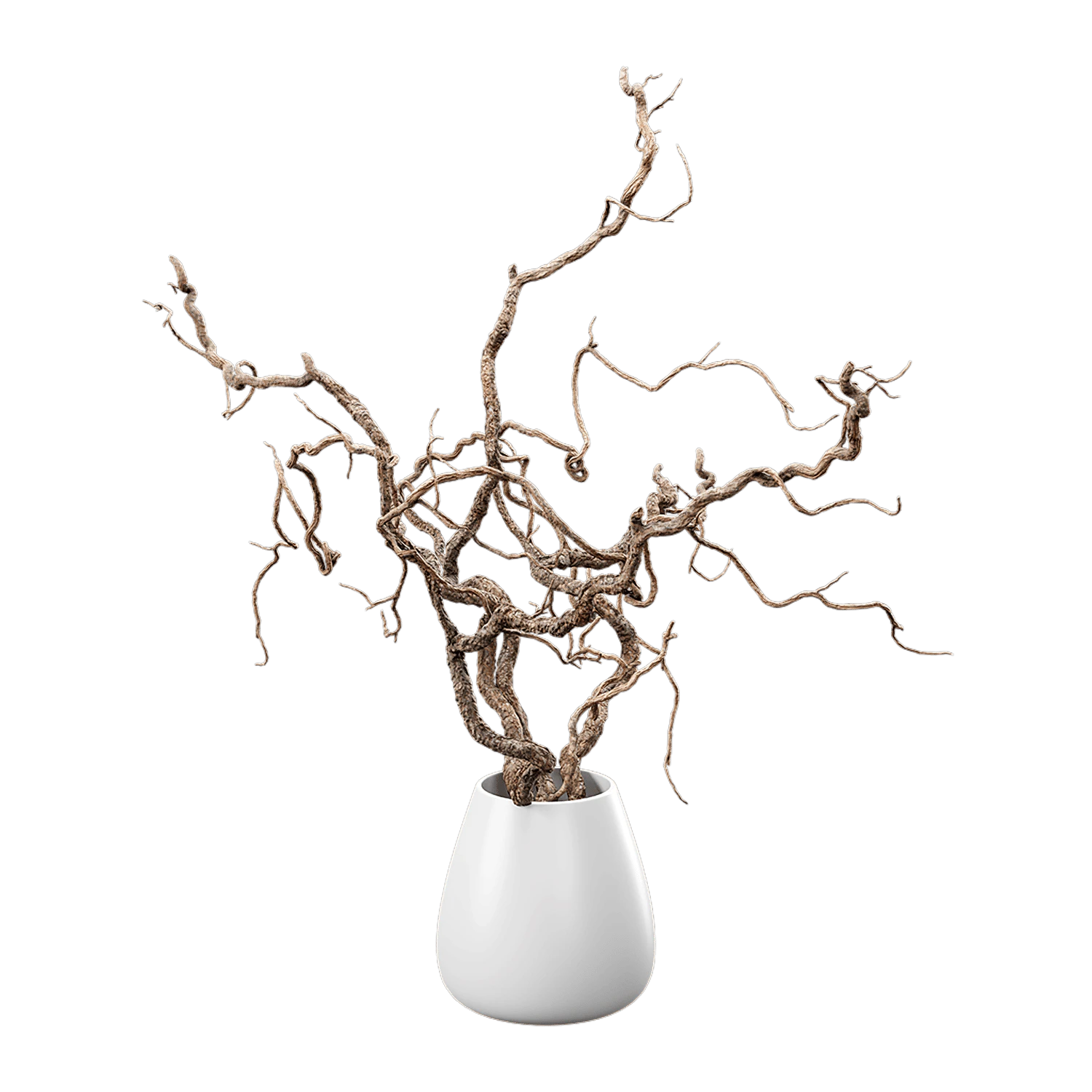 plant corkscrew hazel branches 001 — Скачать
