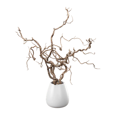 plant corkscrew hazel branches 001 — Скачать