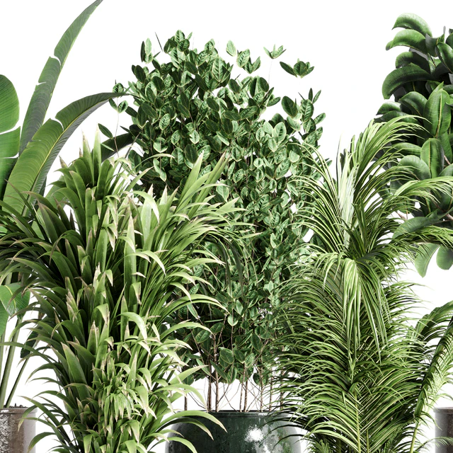 collection Indoor plant 115 metal dirt old vase handmade pot plant ravenala ficus rubbery palm — Descargar