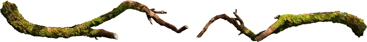 mossy tree branch 003 — Скачать