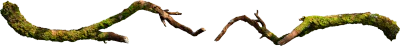 mossy tree branch 003 — Скачать
