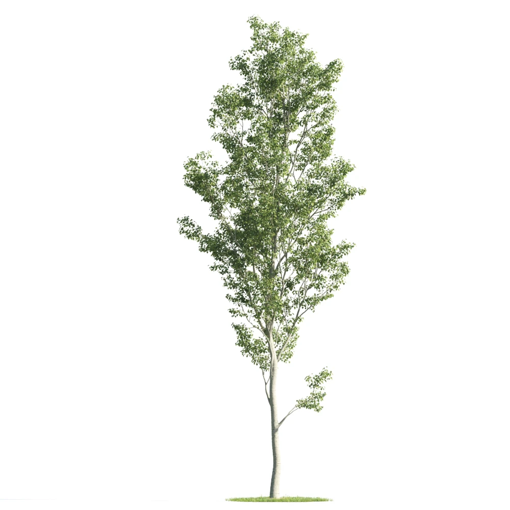 trees 029 — Descargar