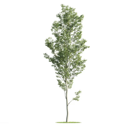trees 029 — Descargar
