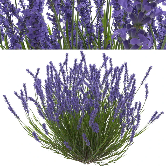 Lavender bush — Descargar