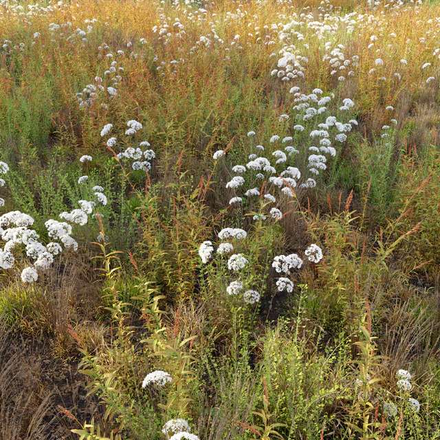 Meadow 10 — Descargar