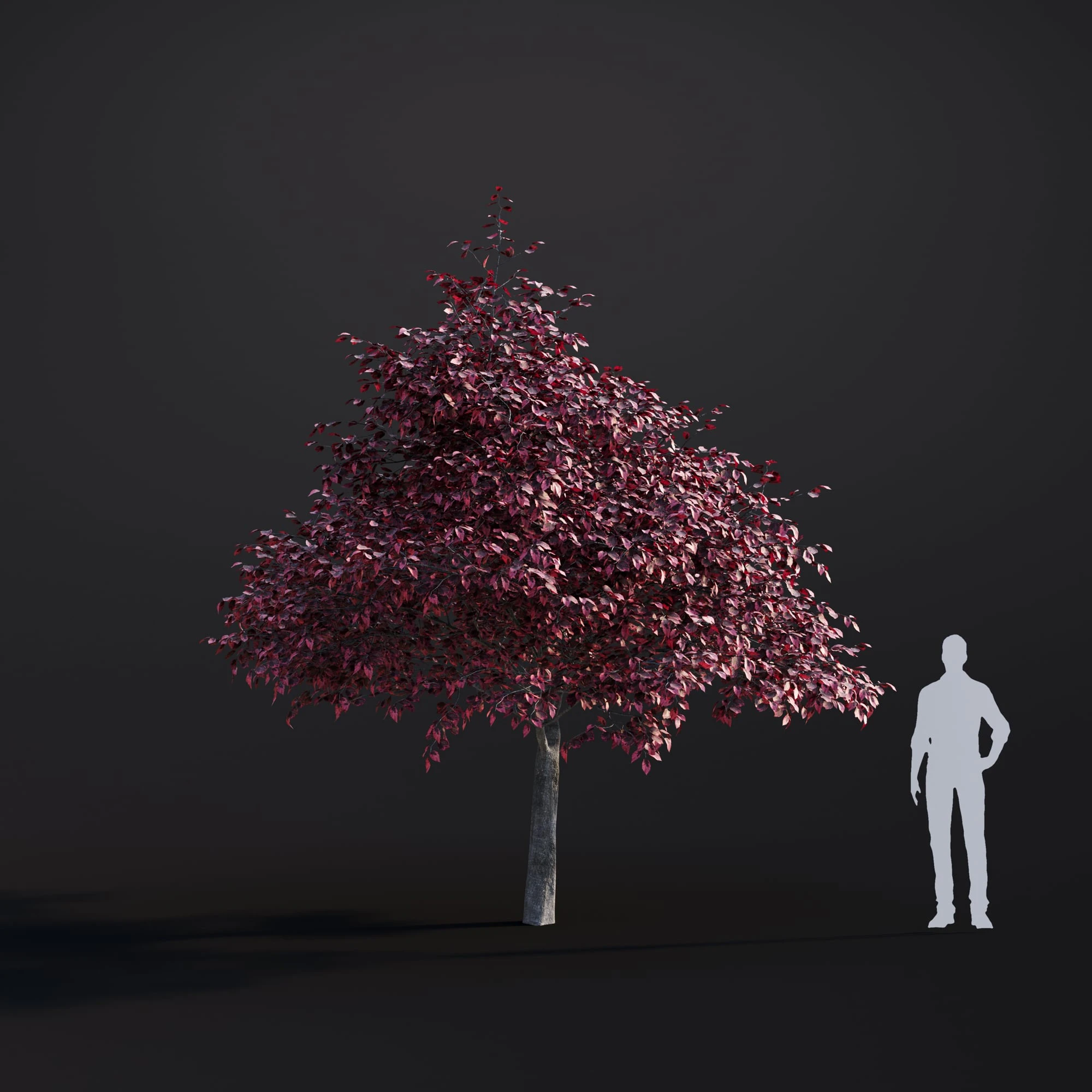 037 tricolor beech — Скачать