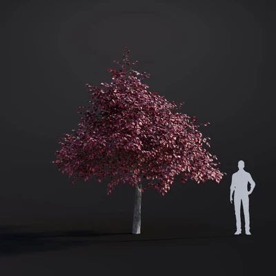 037 tricolor beech — Скачать