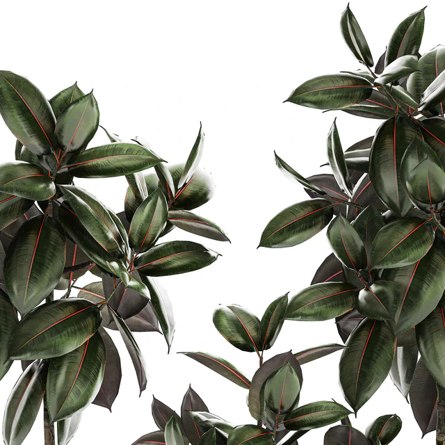 Plant collection 1432 — Descargar