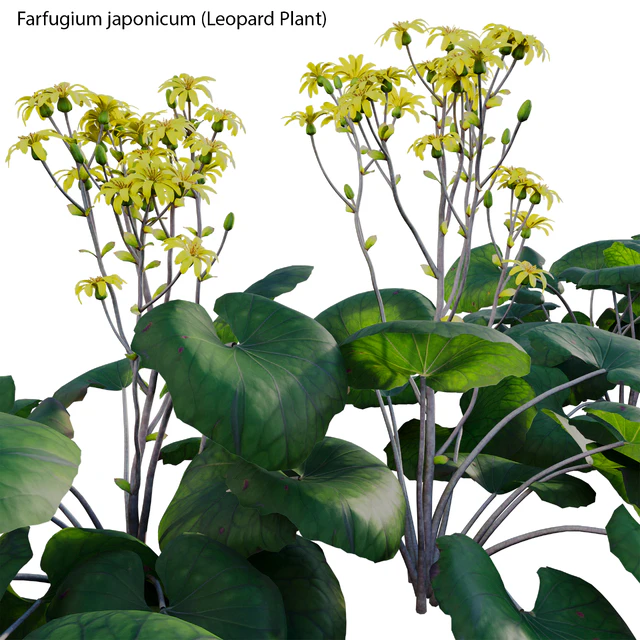 Farfugium japonicum - Leopard Plant — Скачать