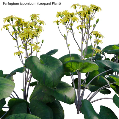Farfugium japonicum - Leopard Plant — Вид 4
