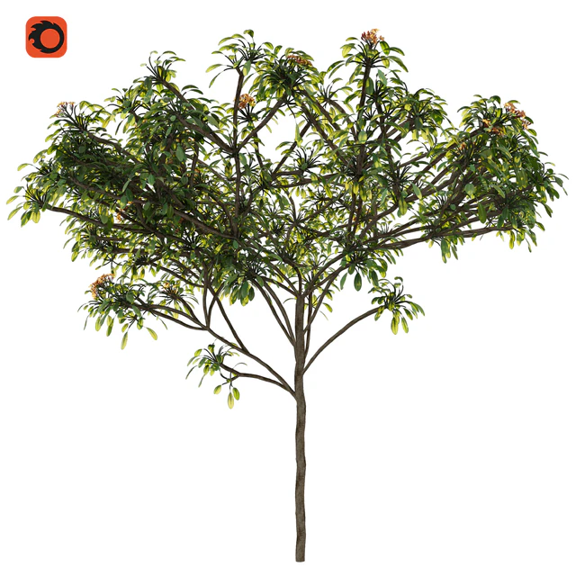 Plumeria tree — Скачать