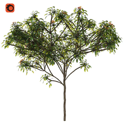 Plumeria tree — скачать