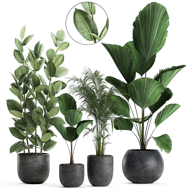 Collection of small beautiful plants in black pots with Licuala, palm, ficus. Set 664. — Descargar