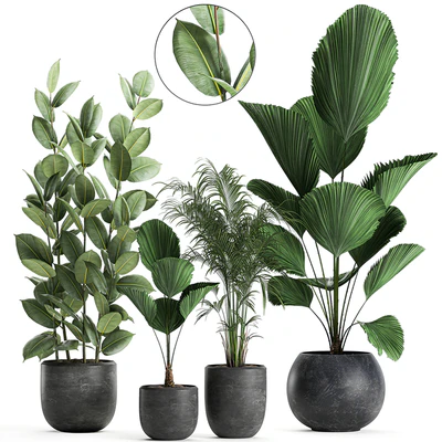 Collection of small beautiful plants in black pots with Licuala, palm, ficus. Set 664. — Ver 1